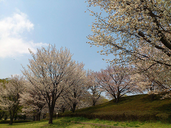 武蔵野の風景・桜と新緑