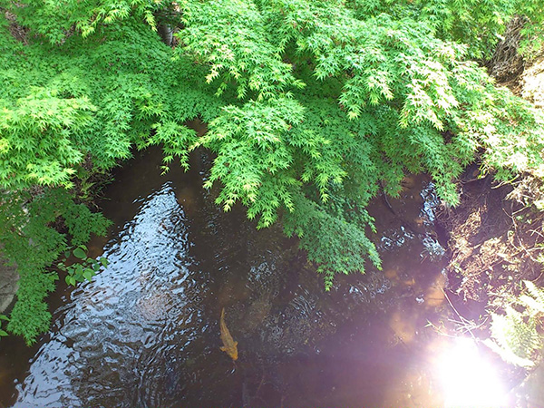 武蔵野の風景・玉川上水の鯉
