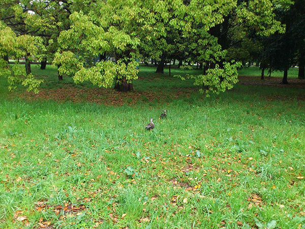 武蔵野の風景、雨の小金井公園カモ