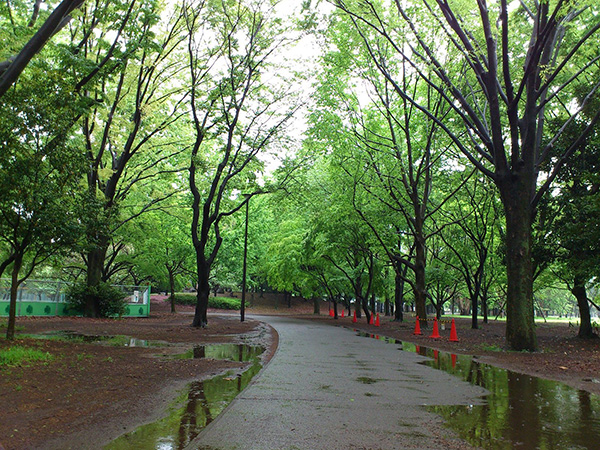 武蔵野の風景、雨の小金井公園