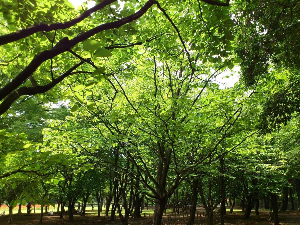 この街で暮らしてみませんかサムネイル・武蔵野市、緑のある風景